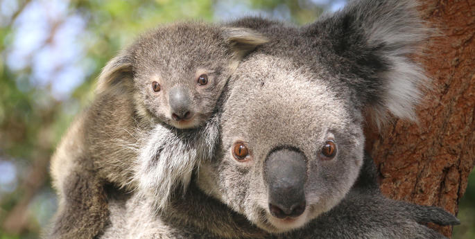 Koala joeys emerge in time for Christmas