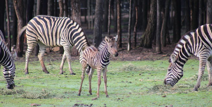 Zoo welcomes stripey new arrival