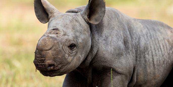 Rare Black Rhino calf born on Halloween