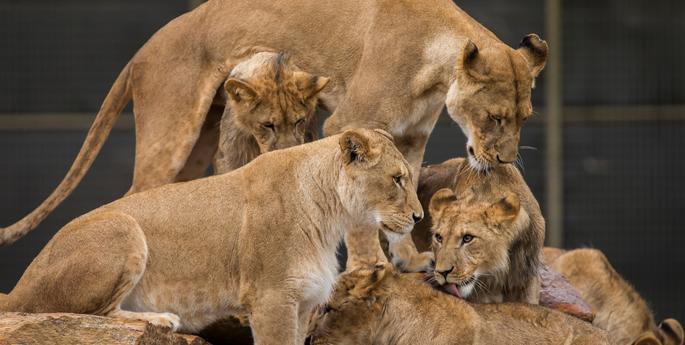 Lion cubs turn one