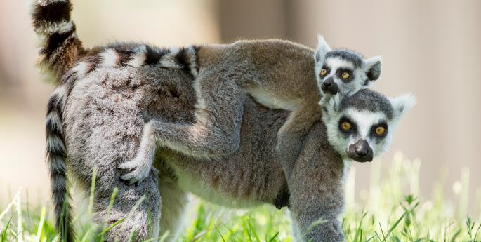 Double trouble - Ring-tailed Lemur babies