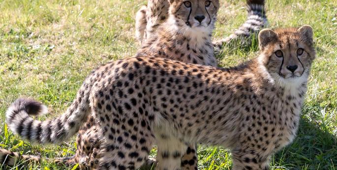 Cheetah cub trio turns one