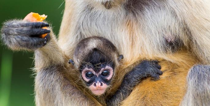 New name for Spider Monkey baby