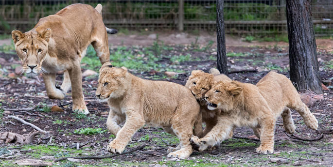 A check in with the lion cubs