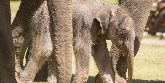 It's a boy! First Elephant calf born in Dubbo