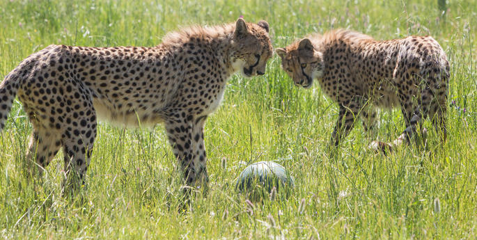 Juvenile Cheetahs become great mates