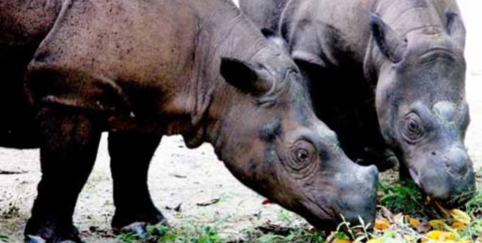 Trekking with Sumatra's Rhino Protection Units