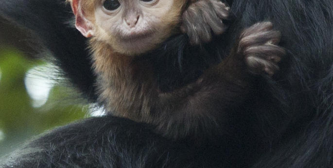 Taronga Farewells Monkey Infant