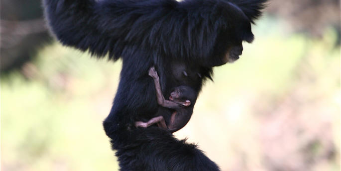 Zoo welcomes Siamang Ape baby