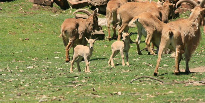 Babies galore