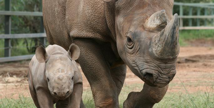 Celebrating World Rhino Day