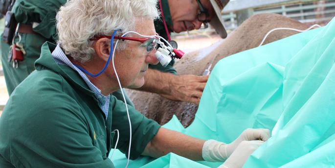 Black Rhino gets specialised treatment for eye problem