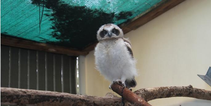 Orphaned Boobook Owl gets a second chance