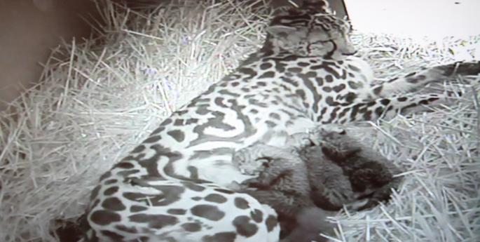 Breeding success for Cheetah in Dubbo