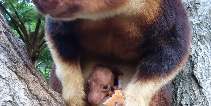 Taronga celebrates first Tree Kangaroo joey in 20 years