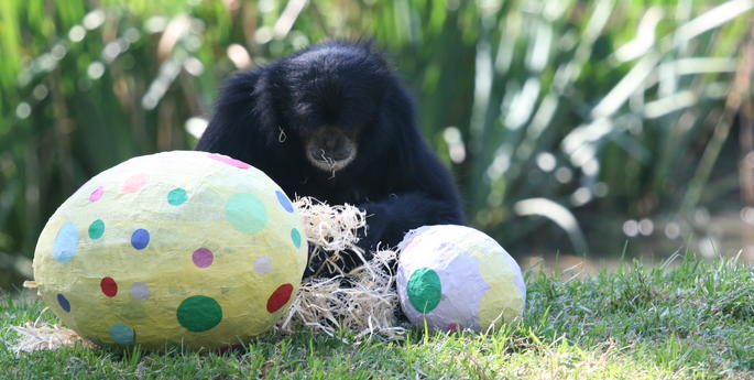 Siamangs celebrate Easter at the Zoo