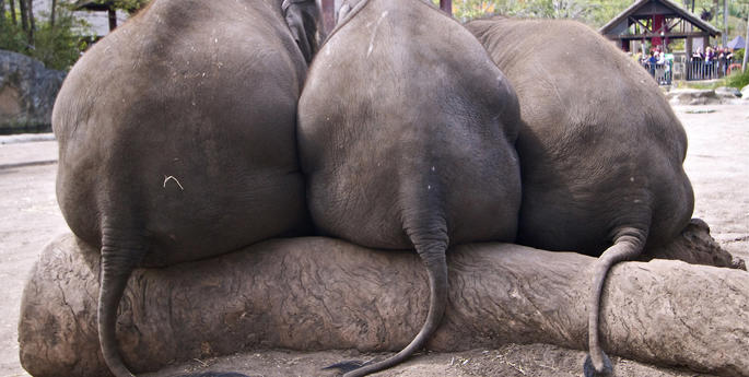 Elephant calves take a break