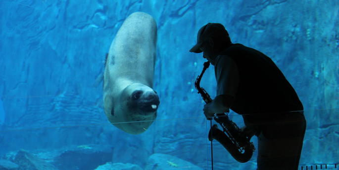 Sounds of the Saxophone for Taronga’s Leopard Seal