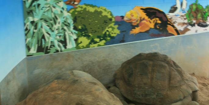 Galapagos Tortoise night house gets a makeover