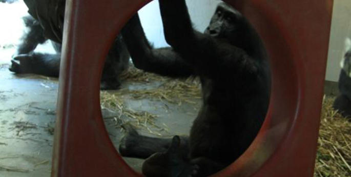 Day Care Kids Help Taronga’s Gorillas