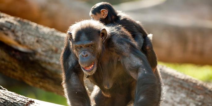 Happy World Chimpanzee Day