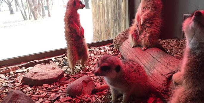 Meerkats bask in the warmth of the heat lamp