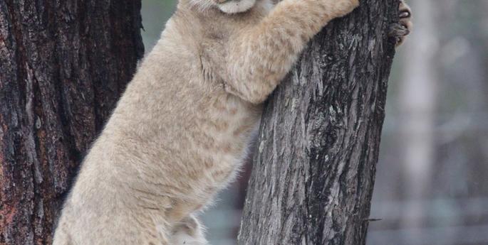 Male lion cub has been named!