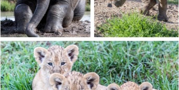 New to the Zoo these holidays: Lion cubs, Rhino calf and Elephants!