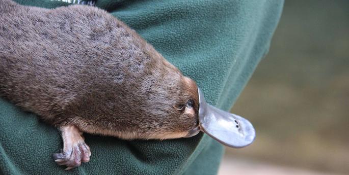 National Threatened Species Day 2018