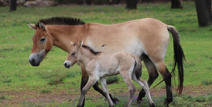 Breeding success continues at the Zoo
