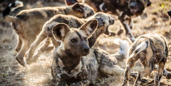 Protecting African Wild Dogs in Zimbabwe