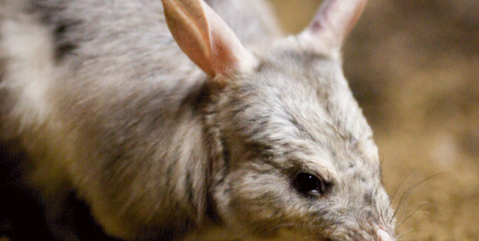 Royal Visit to Taronga