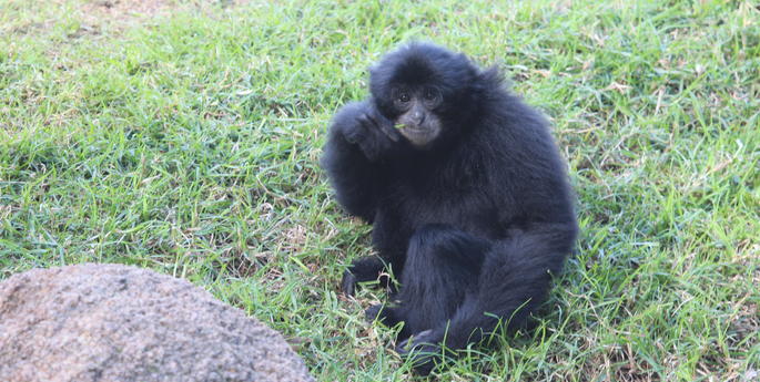 Independent Lima the Siamang Ape turns two