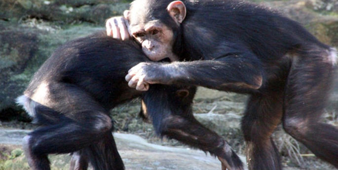Chimps Chase Away the Winter Blues