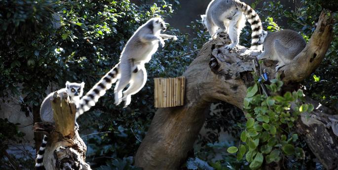 Play like a Lemur at Taronga these school holidays