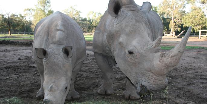White Rhino back on display