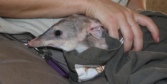 Bilbies ready to be released into Sanctuary