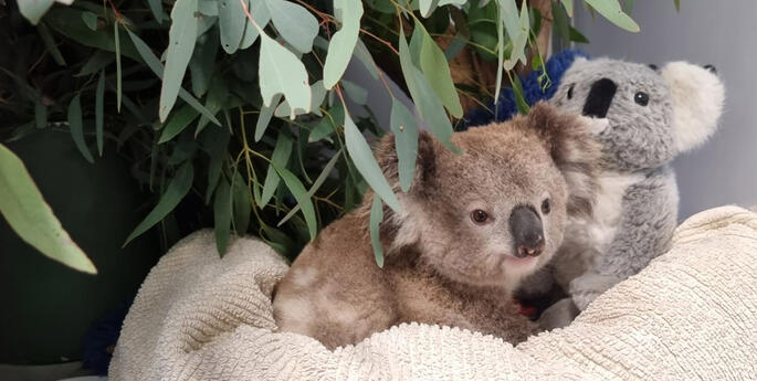 Koala safely returned to the wild