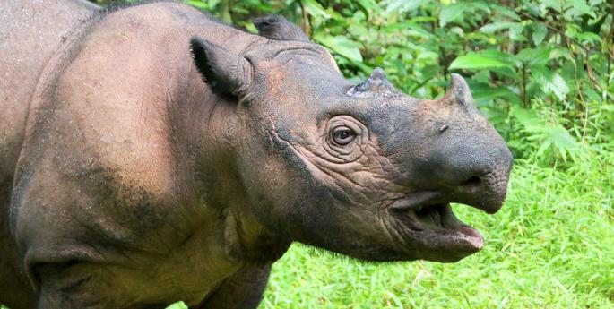 Supporting Sumatra