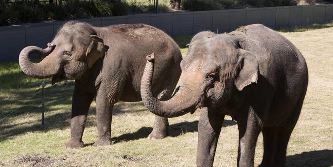 Zoo mourns the loss of Asian Elephant, Gigi