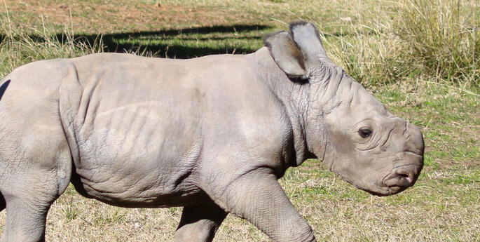 White Rhino Calf Born at Dubbo Zoo!