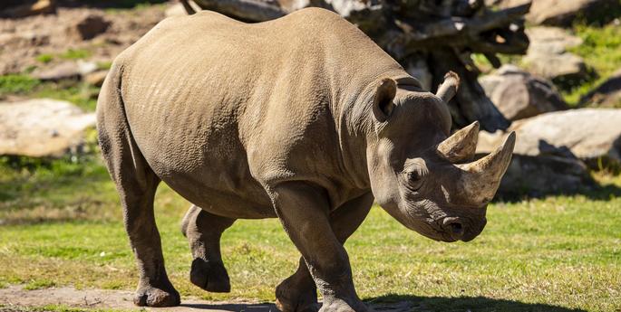 Dubbo Zoo announces pregnant Black Rhino
