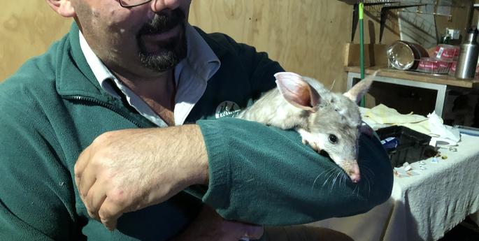 Hard working Greater Bilby