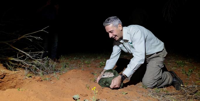 Bilbies return to Sturt after 100 years