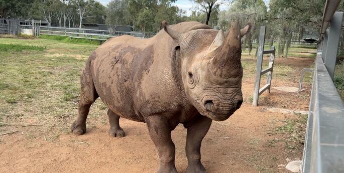 Rhino duo due at Dubbo Zoo