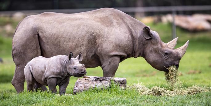 Black Rhino calf shines this winter