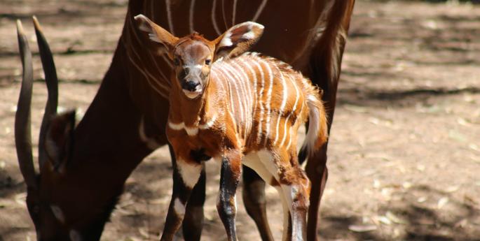 Dubbo Zoo welcomes Bongo calf