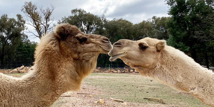 Happy World Camel Day!