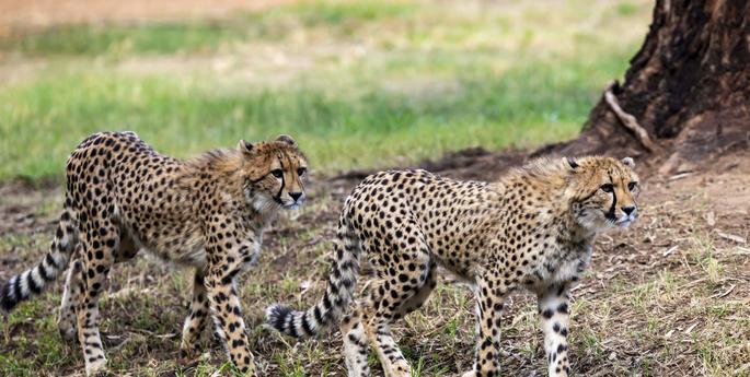 Cheetah cubs turn one