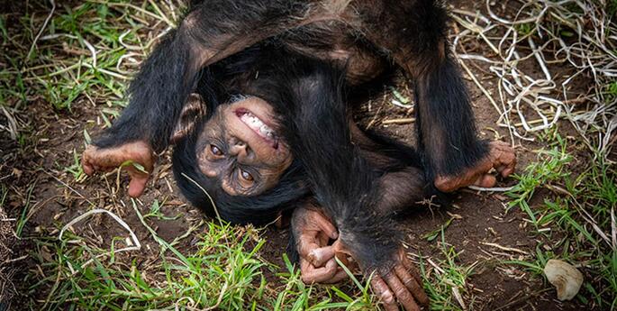 Lemba the Chimpanzee turns one!